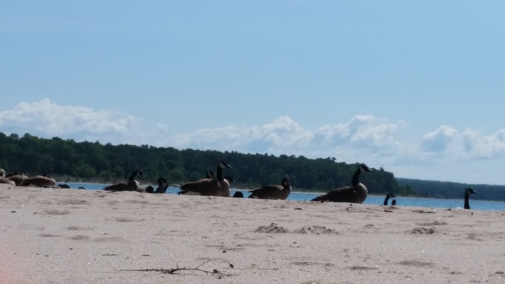Crawlies | 2 Greentree Ln, Penetanguishene, ON L9M 1R3, Canada | Phone: (705) 427-0696