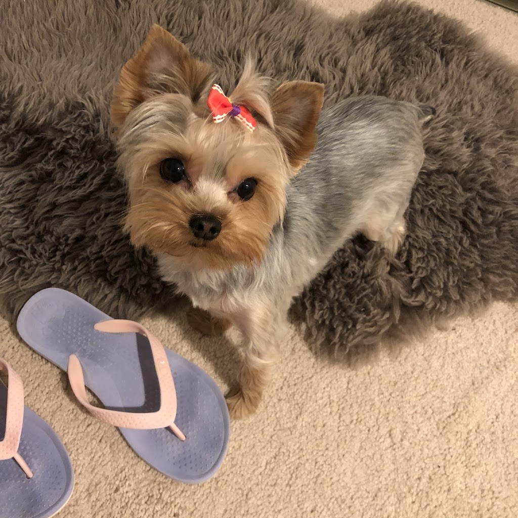 Bark And Purr Pet Grooming | 310 Wharncliffe Rd S, London, ON N6J 2L7, Canada | Phone: (519) 601-4777