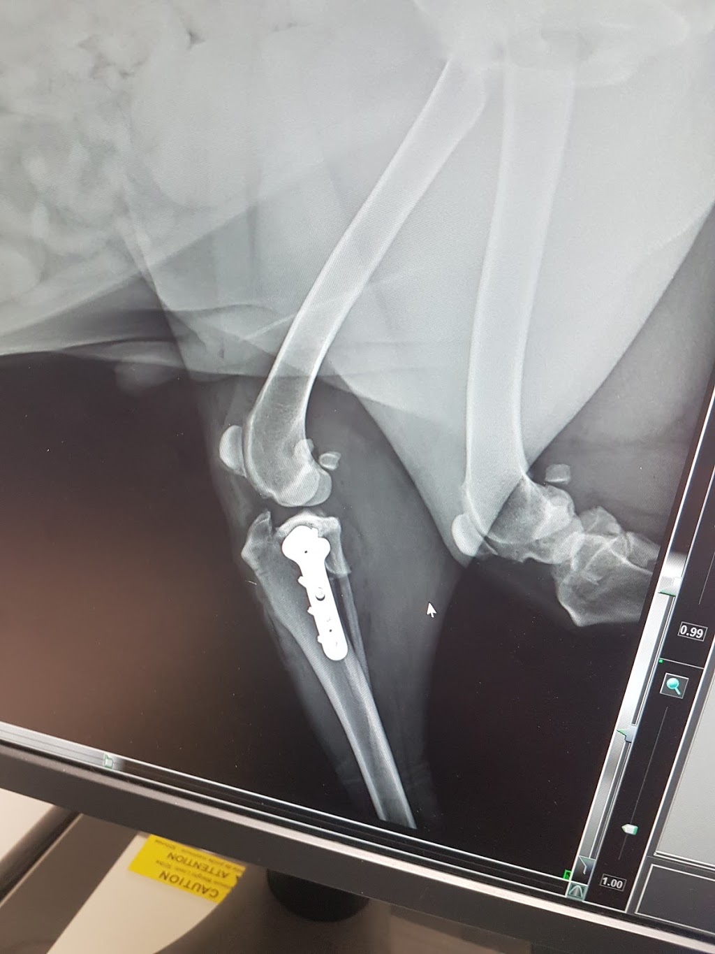 Summerlyn Pet Hospital | 465 Holland St W #5, Bradford, ON L3Z 0C1, Canada | Phone: (905) 778-0333