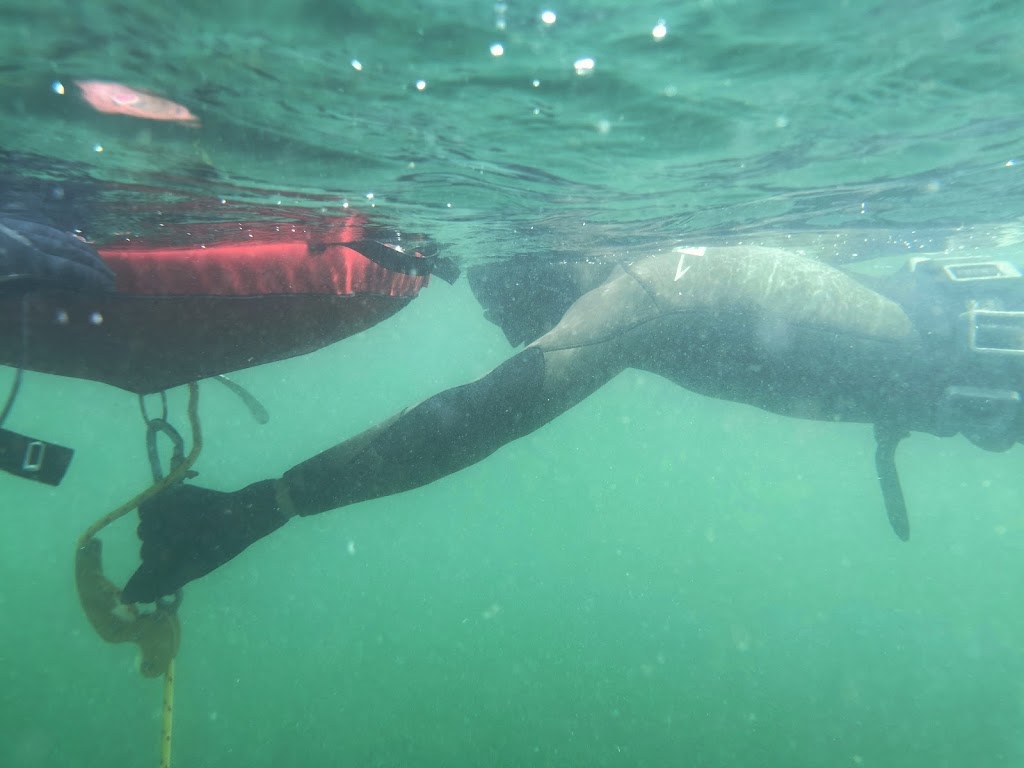 Freedive BC | 7480 Gilbert Rd., Richmond, BC V7C 3W2, Canada | Phone: (604) 897-1801