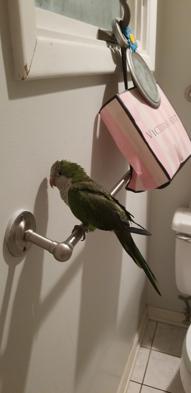 Specialized Care-Avian & Exotic Pets | 10882 Main St, Clarence, NY 14031, USA | Phone: (716) 759-0144