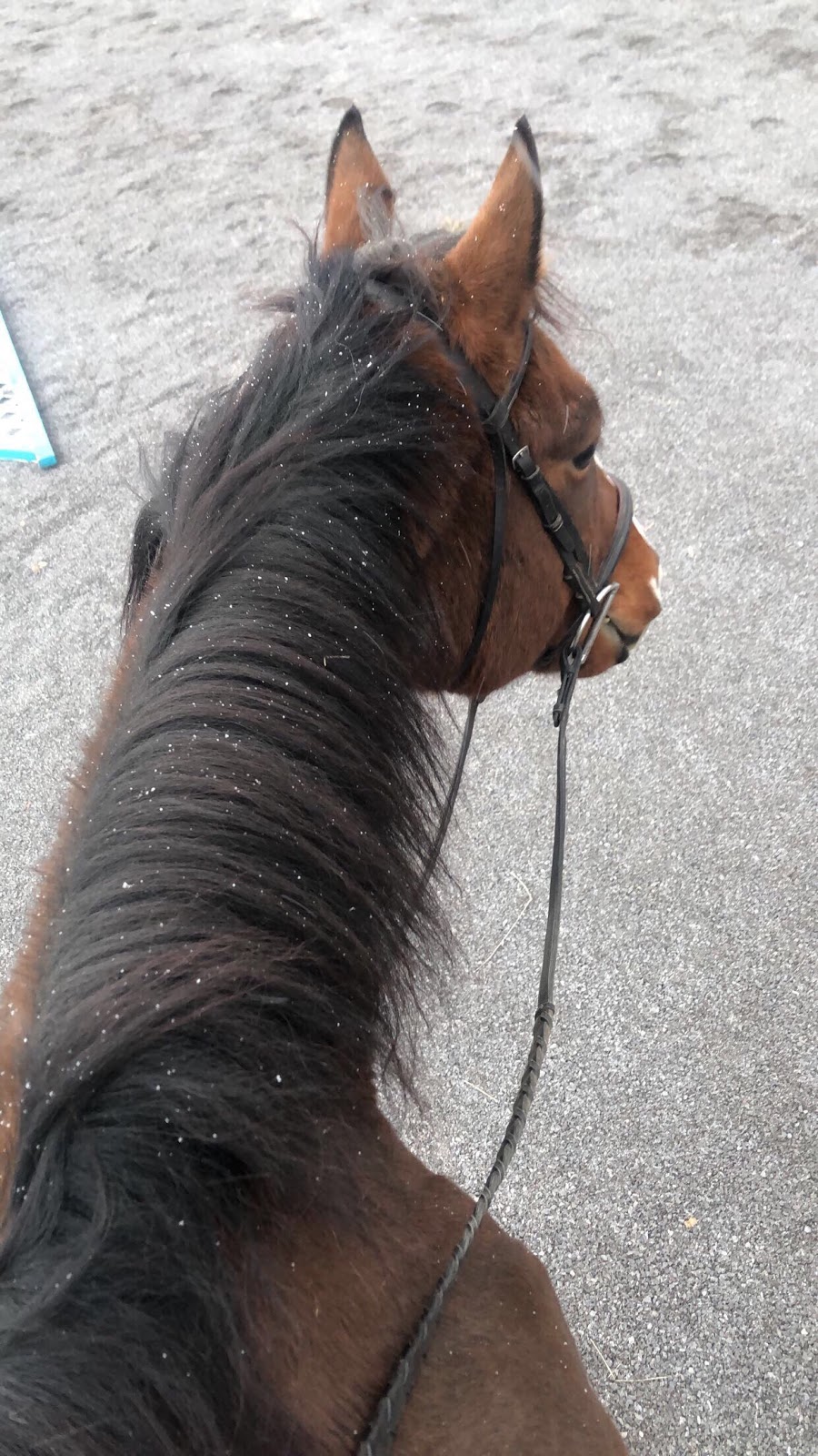 Harmony Hills Equestrian Centre | 2523 6th Line N Asphodel, Norwood, ON K0L 1V0, Canada | Phone: (705) 930-2788