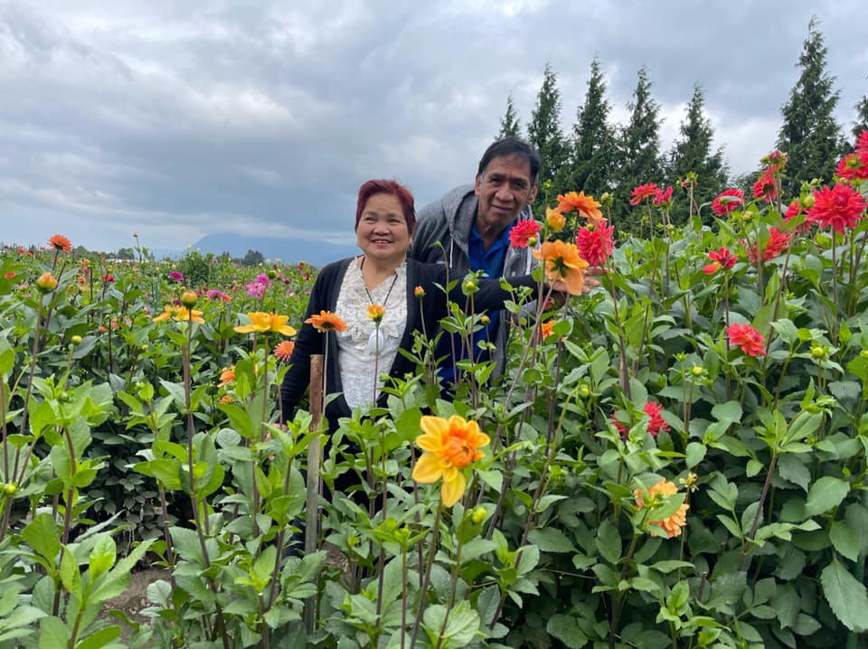 Moore Blooms Dahlias | 6953 Lickman Rd, Chilliwack, BC V2R 4A9, Canada | Phone: (604) 845-4745