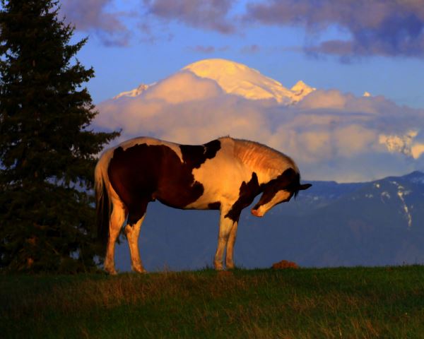 Cascade Glamping~near Bellingham | 6400 Woodlyn Rd, Ferndale, WA 98248, USA | Phone: (360) 815-1278