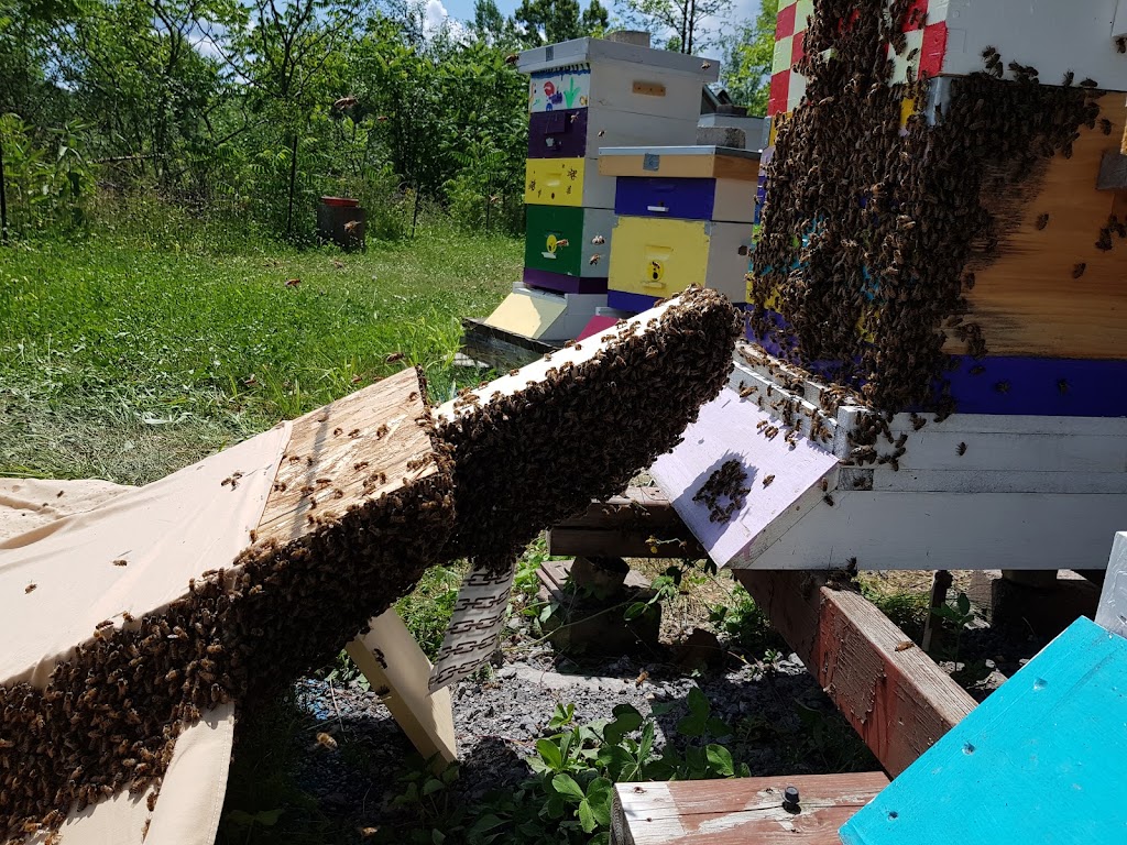Crown Point Honey | 4984 Dunrobin Rd, Ottawa, ON K0A 3M0, Canada | Phone: (613) 859-4890