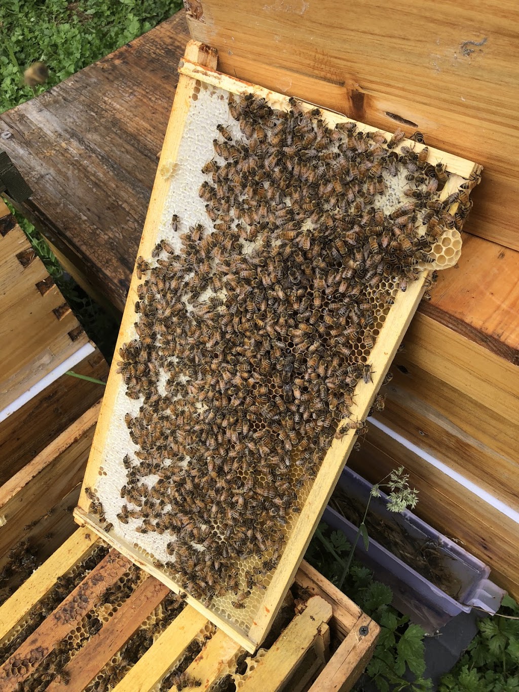 MMY Honeybee Inc | 5553 256 St, Aldergrove, BC V4W 1E7, Canada | Phone: (778) 829-9349