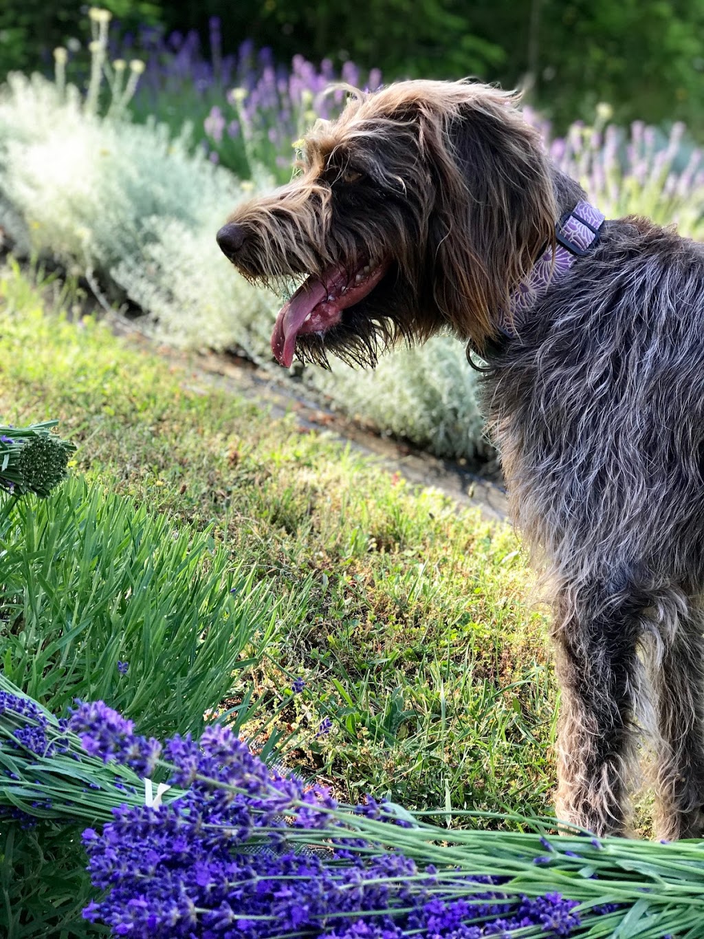 Lavender and Black Aromatic Fields | 256 Pringle Farm Rd, Salt Spring Island, BC V8K 2Y2, Canada | Phone: (778) 875-1877