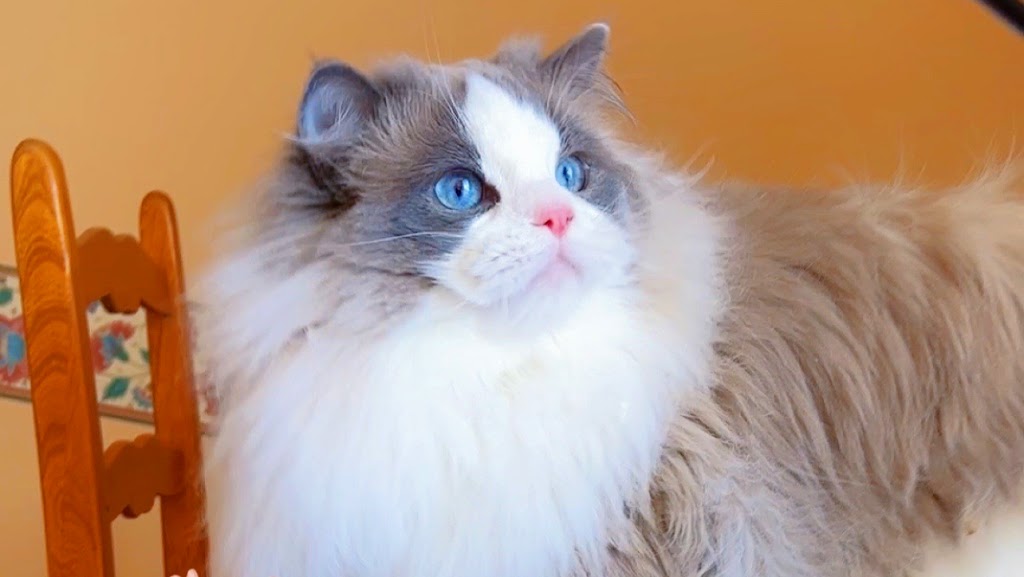 Cream Cake Ragdoll Cattery | 40 Chem. de Cochrane, Compton, QC J0B 1L0, Canada | Phone: (416) 841-8925