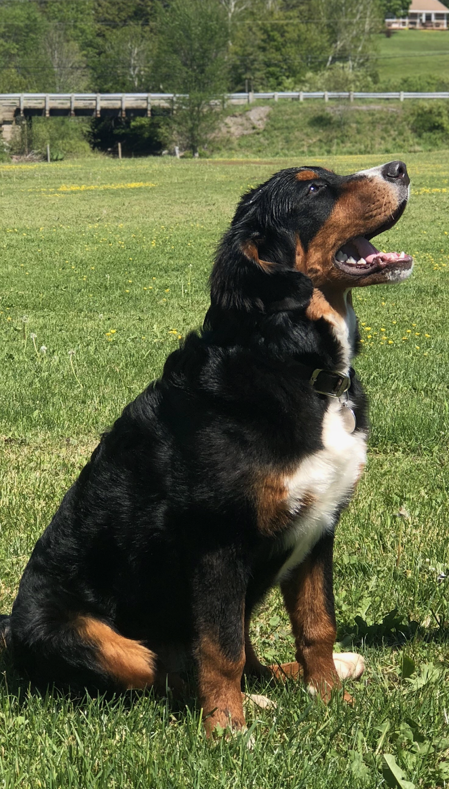 Green Acres Kennel | 2093 NS-245, Antigonish, NS B2G 2L1, Canada | Phone: (902) 867-0361
