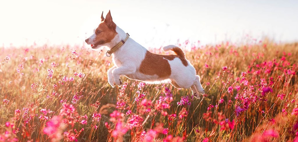 Bloor Street Animal Hospital | 214 Bloor St E, Oshawa, ON L1H 3M6, Canada | Phone: (905) 728-6000