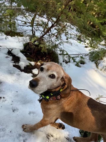 Dog Days Pack Adventures | Irwin St, Nanaimo, BC V9R 4X1, Canada | Phone: (250) 667-4413