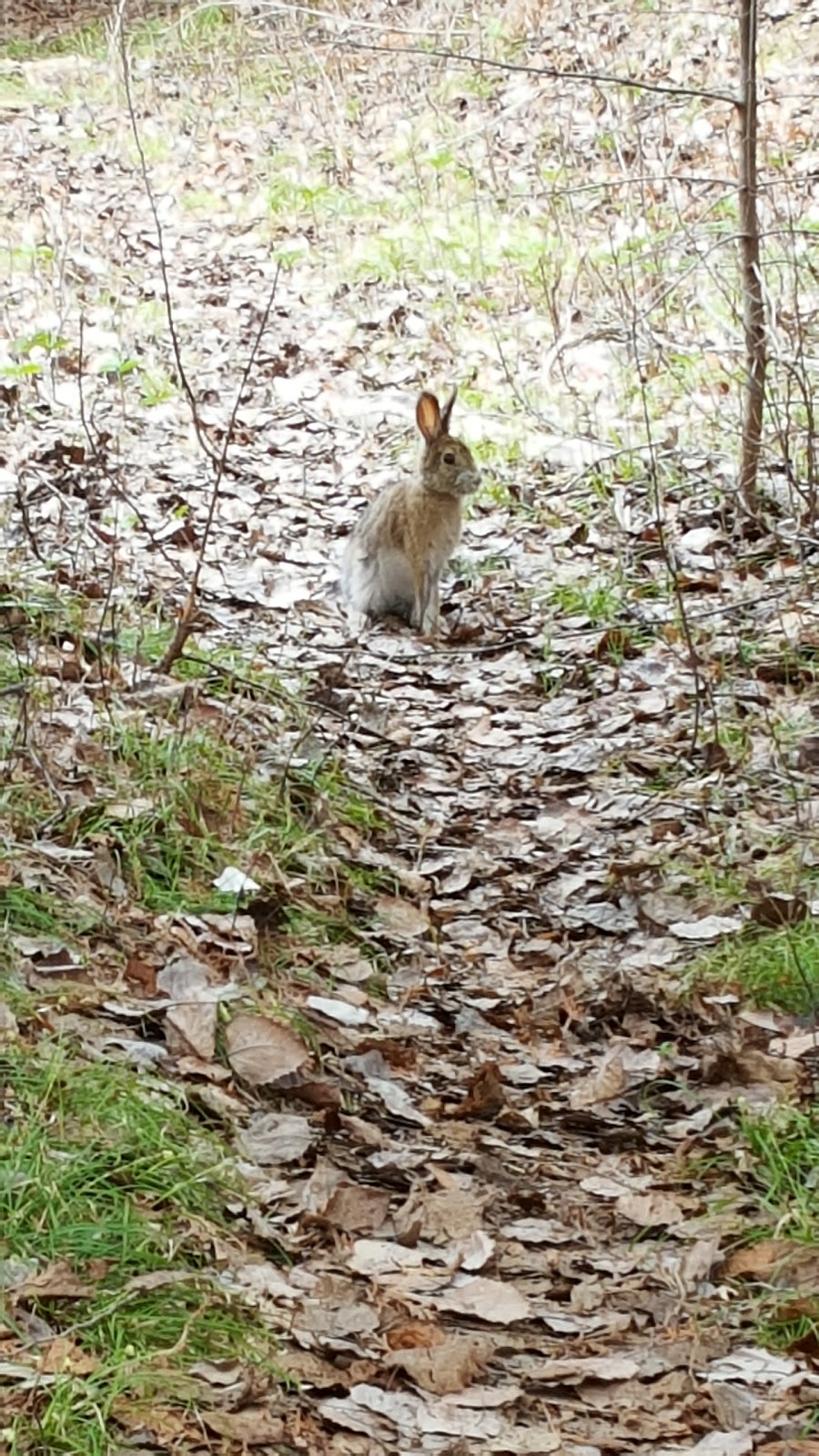 Macnamara Nature Trail | 284 McNab St #206, Arnprior, ON K7S 3T2, Canada
