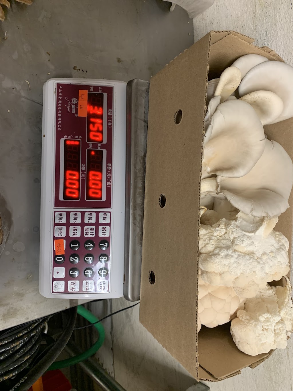 portperrymushrooms | 2360 Puckrin Dr, Seagrave, ON L0C 1G0, Canada | Phone: (416) 509-7127