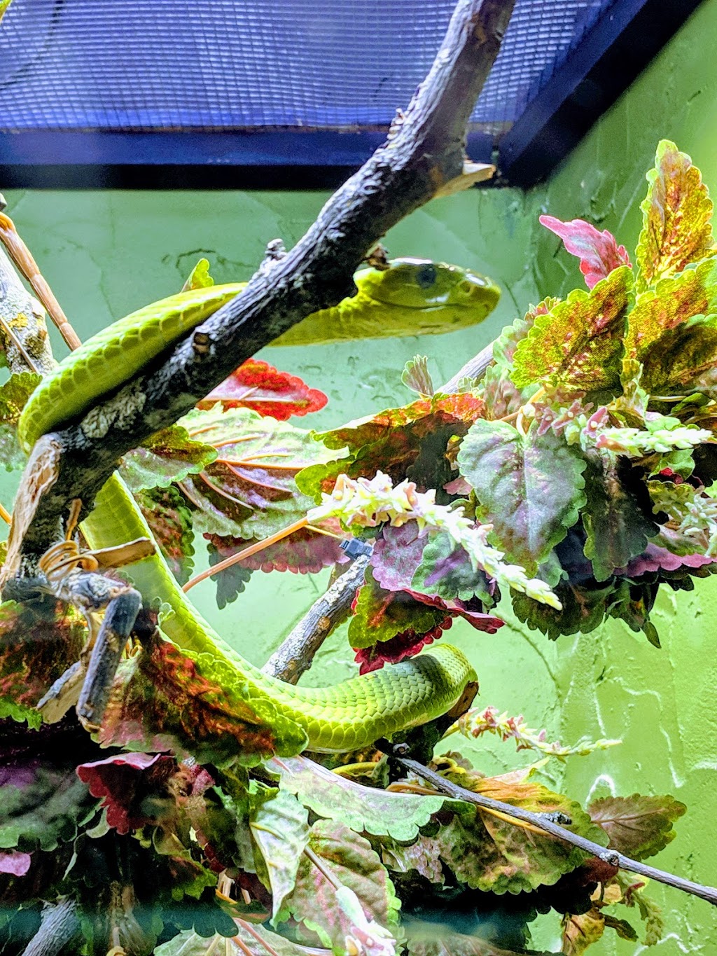 Reptilia Whitby | 1400 Victoria St E, Whitby, ON L1N 0M2, Canada | Phone: (905) 493-9537
