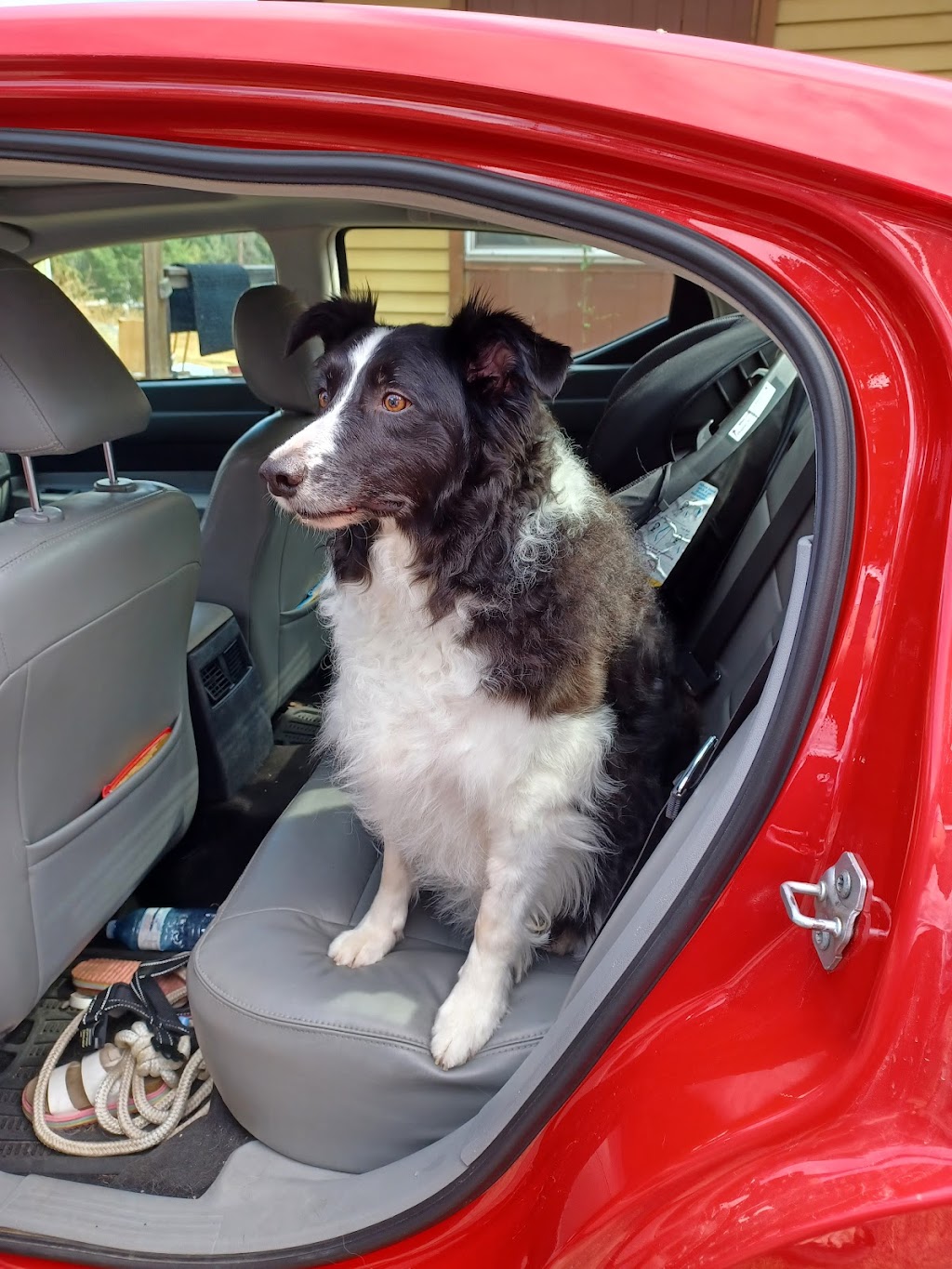 Pretty Pooch Grooming | 107 3 St S, Cranbrook, BC V1C 1E7, Canada | Phone: (250) 489-1110