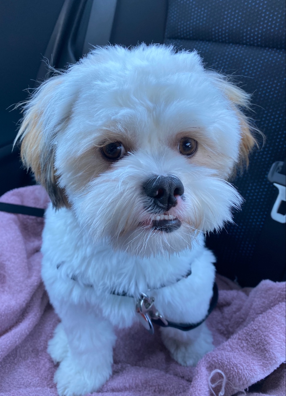 Canine Designs Pet Grooming | 225 Elgin St N, Cambridge, ON N1R 7H9, Canada | Phone: (519) 624-7297