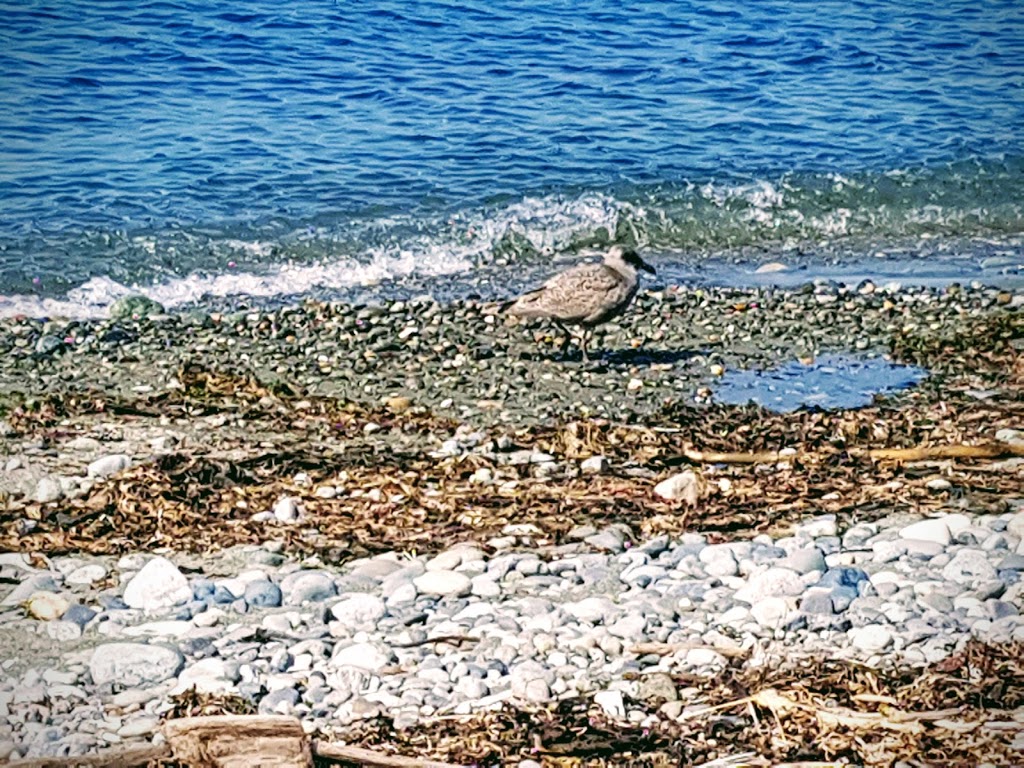 Joseph Whidbey State Park | 1755 Crosby Rd, Oak Harbor, WA 98277, USA | Phone: (360) 902-8844