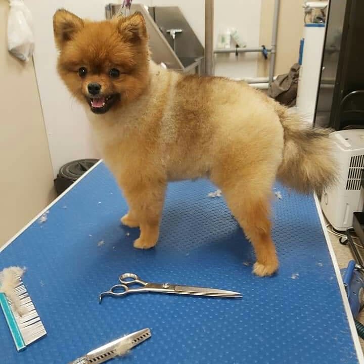 Haute Dogs Pet Grooming | 42 Main St S, Milton, ON L0P, Canada | Phone: (647) 783-1874