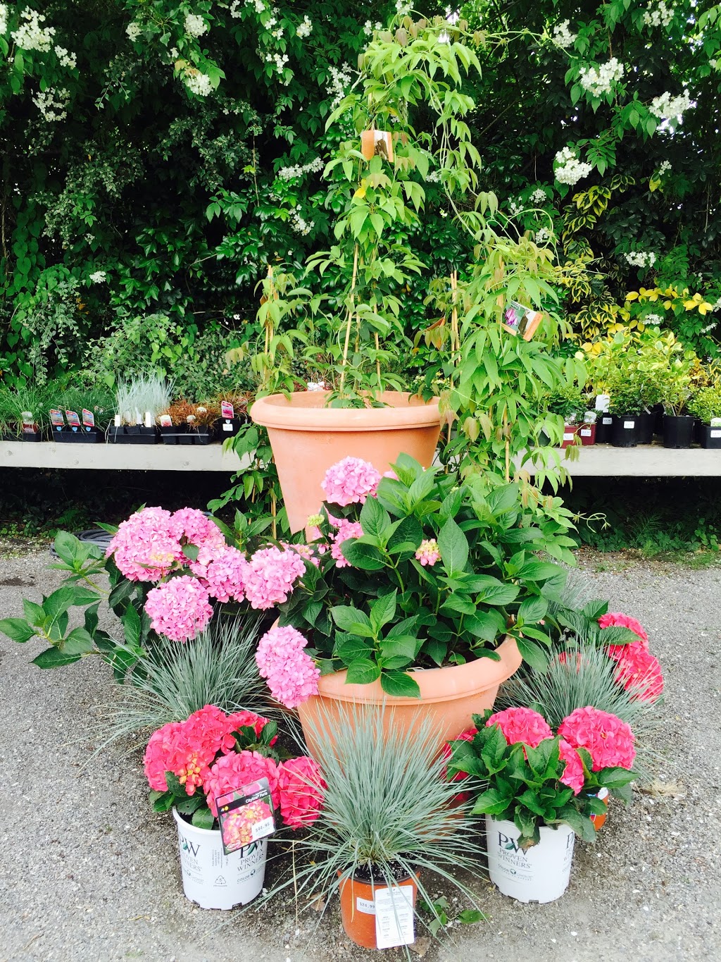 Southlands Nursery | 6550 Balaclava St, Vancouver, BC V6N 1L9, Canada | Phone: (604) 261-6411