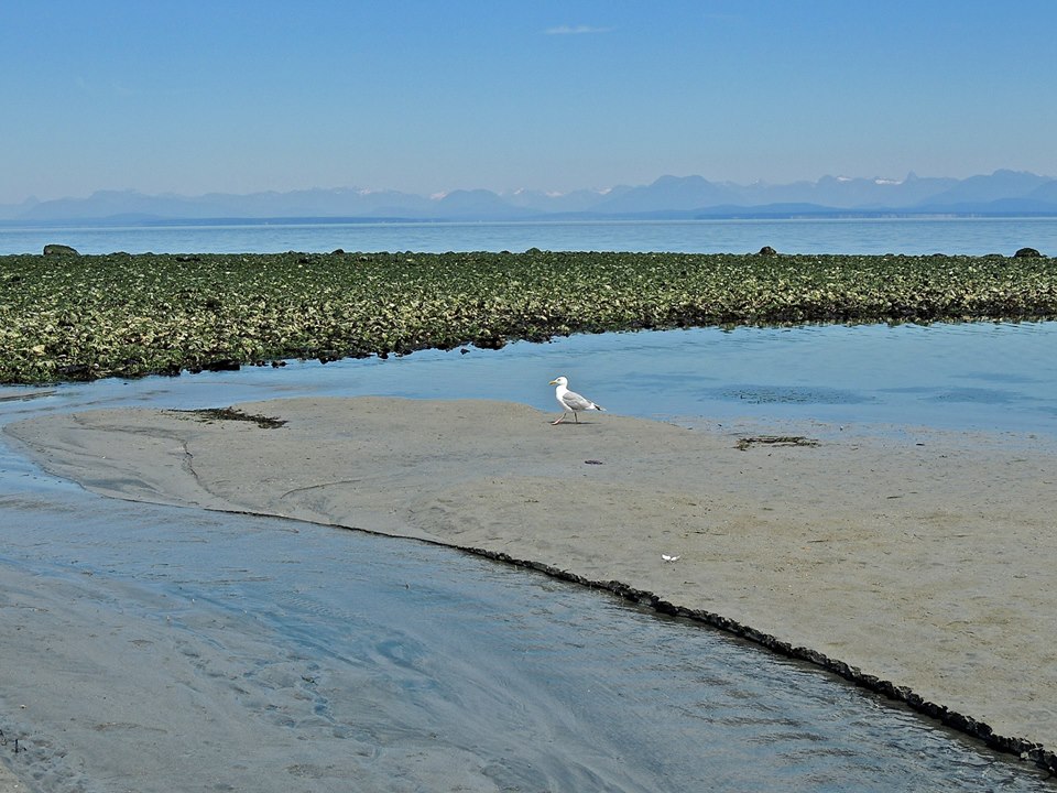 Bates Beach Oceanfront Resort | 5726 Coral Rd, Courtenay, BC V9J 1W9, Canada | Phone: (250) 334-4154