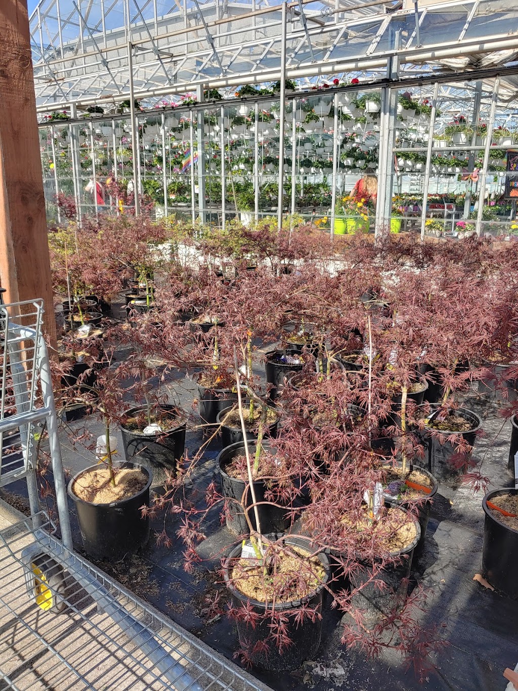 Sunrise Greenhouses Ltd | 3324 Second Ave, Vineland Station, ON L0R 2E0, Canada | Phone: (905) 562-3411