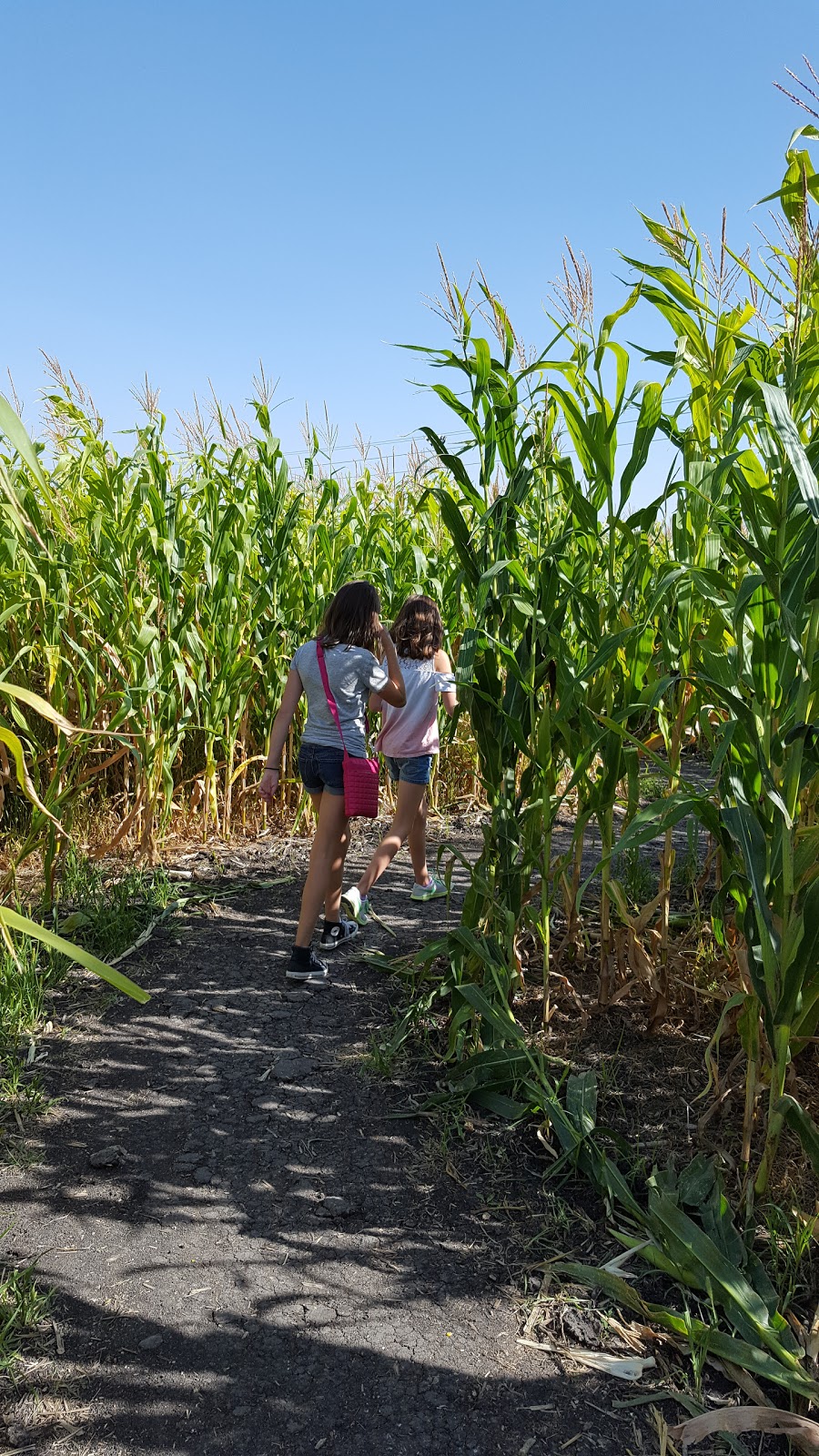 A Maze In Corn | 1351 MB-200, Saint Adolphe, MB R5A 1A2, Canada | Phone: (204) 883-2048