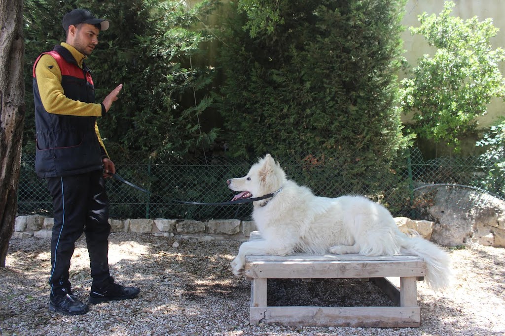 Dog trainer Dog Walker | 206 Ste-Anne Ave., Vanier, ON K1L 7C2, Canada | Phone: (438) 927-1561