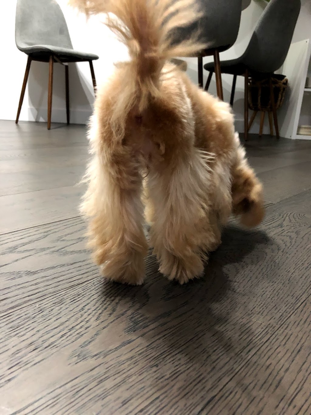 pawfect pet grooming 仙宠宠物美容 | 4933 Kersland Dr, Vancouver, BC V5Y 2M8, Canada | Phone: (778) 233-0266