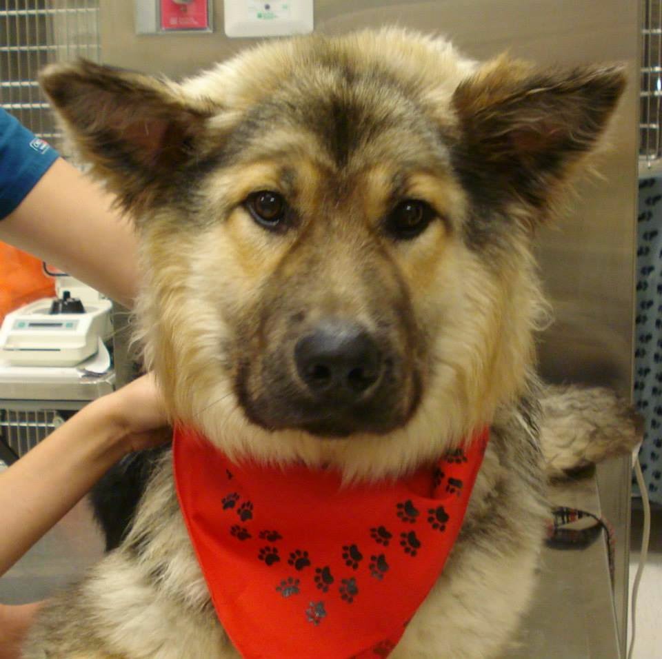 Canadian Animal Blood Bank | 2055 Notre Dame Ave, Winnipeg, MB R3H 0J9, Canada | Phone: (204) 632-2586