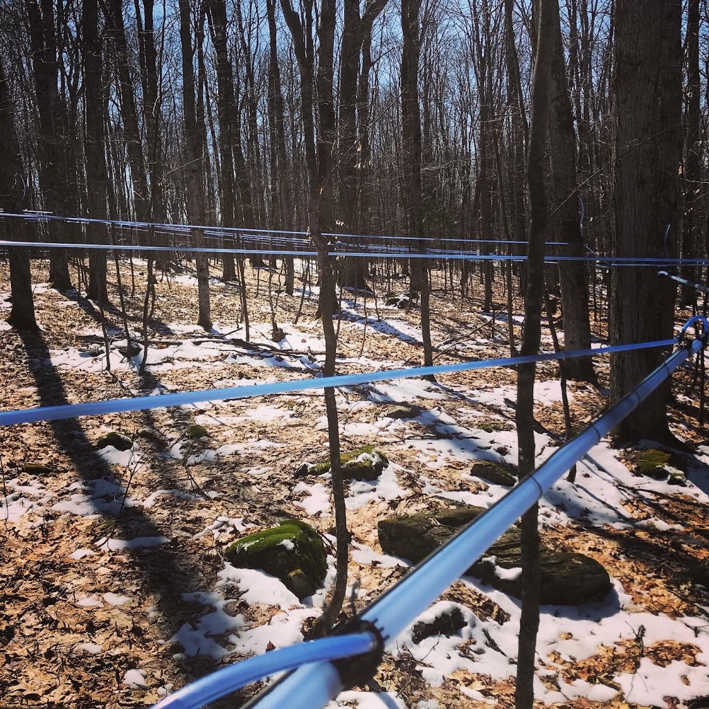 Maple Bluff Farm | 398 Williamsport Rd, Huntsville, ON P1H 2J4, Canada | Phone: (705) 787-1536