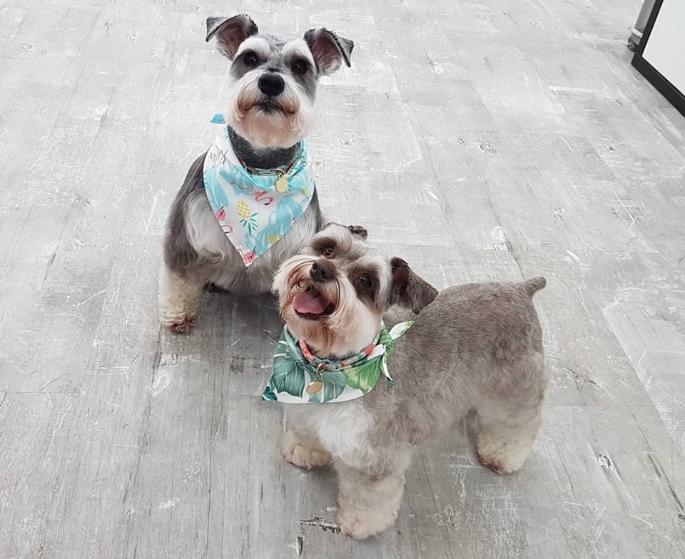 Platinum Pooch Salon | 618 King St E #2, Kitchener, ON N2G 2M1, Canada | Phone: (226) 789-0130