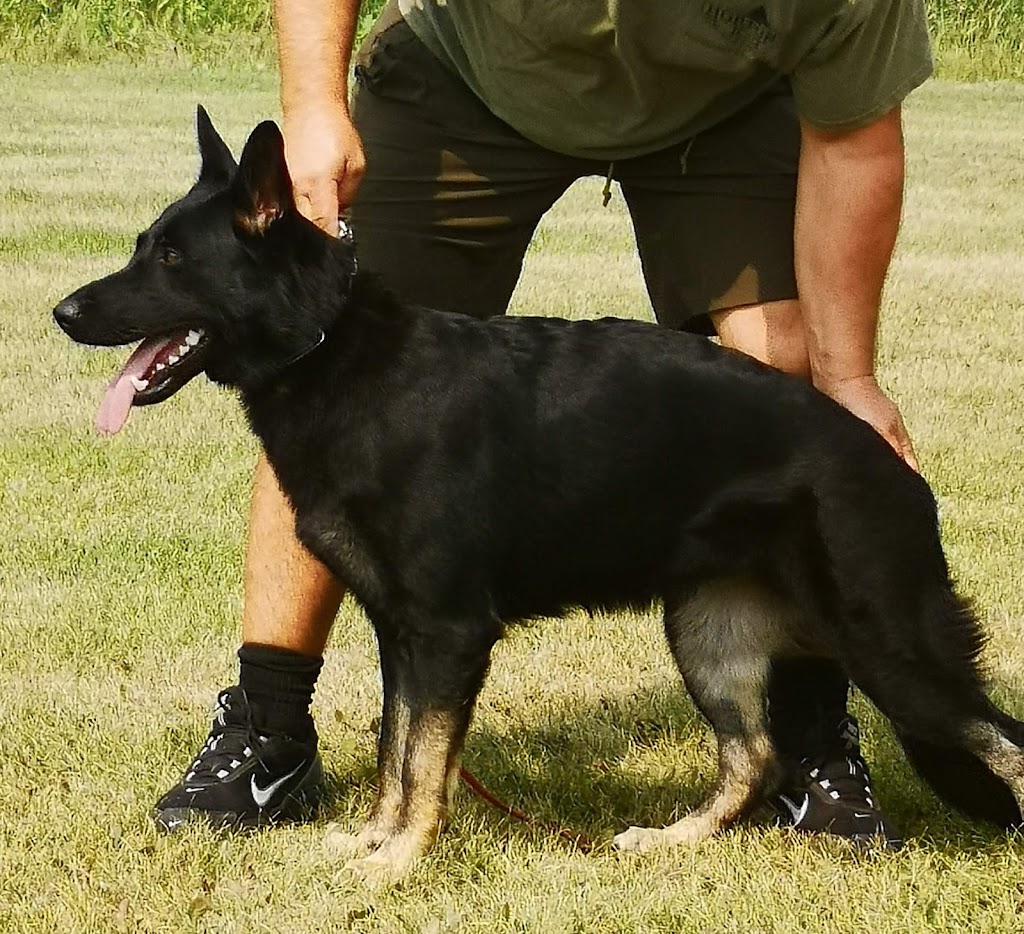 Winnipeg Working Dog Club | MB-101, Stony Mountain, MB R0C 3A0, Canada | Phone: (204) 793-1470