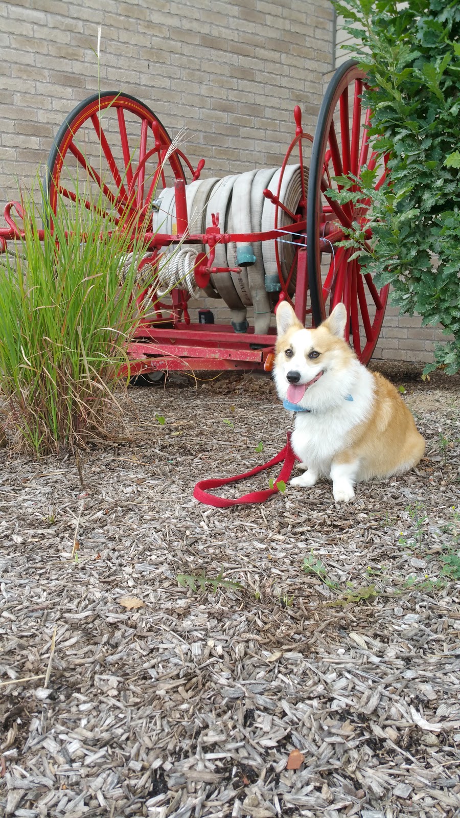 Niagara Falls Dog Park | 2275 Dorchester Rd, Niagara Falls, ON, Canada | Phone: (905) 356-7521 ext. 3330