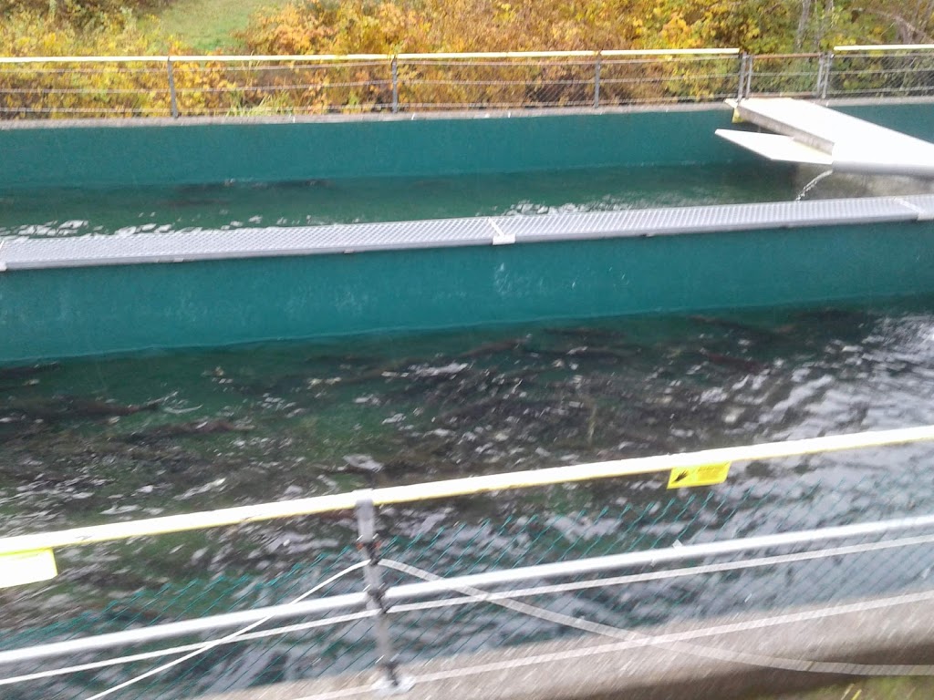 Robertson Creek Hatchery | 10333 Central Lake Rd, Port Alberni, BC V9Y 8Z1, Canada | Phone: (250) 724-6521