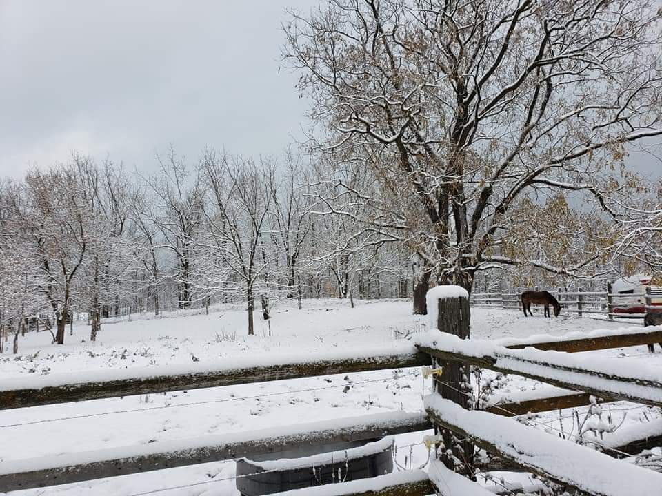 Mountain View Stables | 302 Grey County Rd 21, The Blue Mountains, ON L9Y 0L2, Canada | Phone: (705) 445-8544
