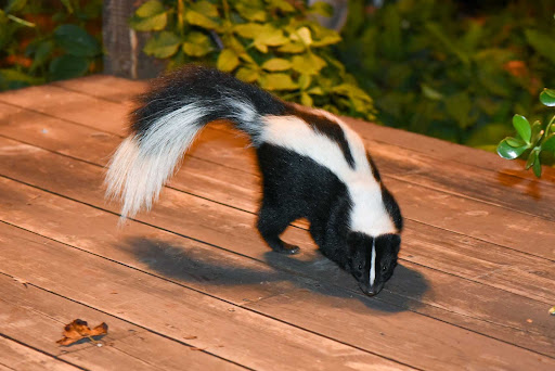 ECRN Extermination | dOka, 1005 Chem. dOka, Deux-Montagnes, QC J7R 1L9, Canada | Phone: (855) 598-2626