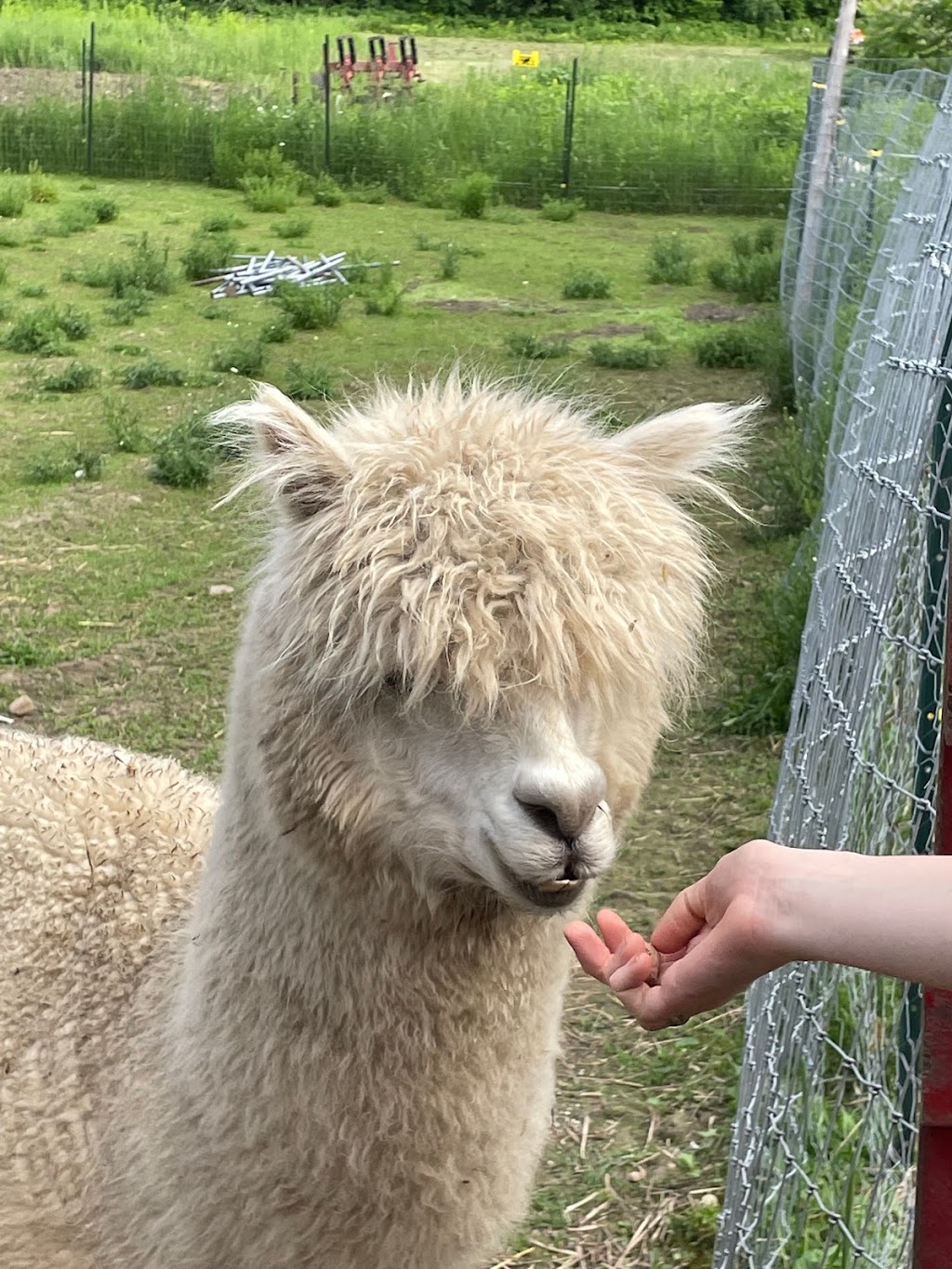 Skywatcher Alpaca Farm | 14 Ahsennénhson, Oka, QC J0N 1E0, Canada | Phone: (514) 224-3457