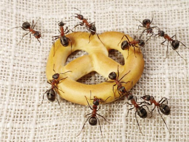 Active Pest Control Surrey/Langley | 8969 146 St, Surrey, BC V3R 3S7, Canada | Phone: (778) 695-7777