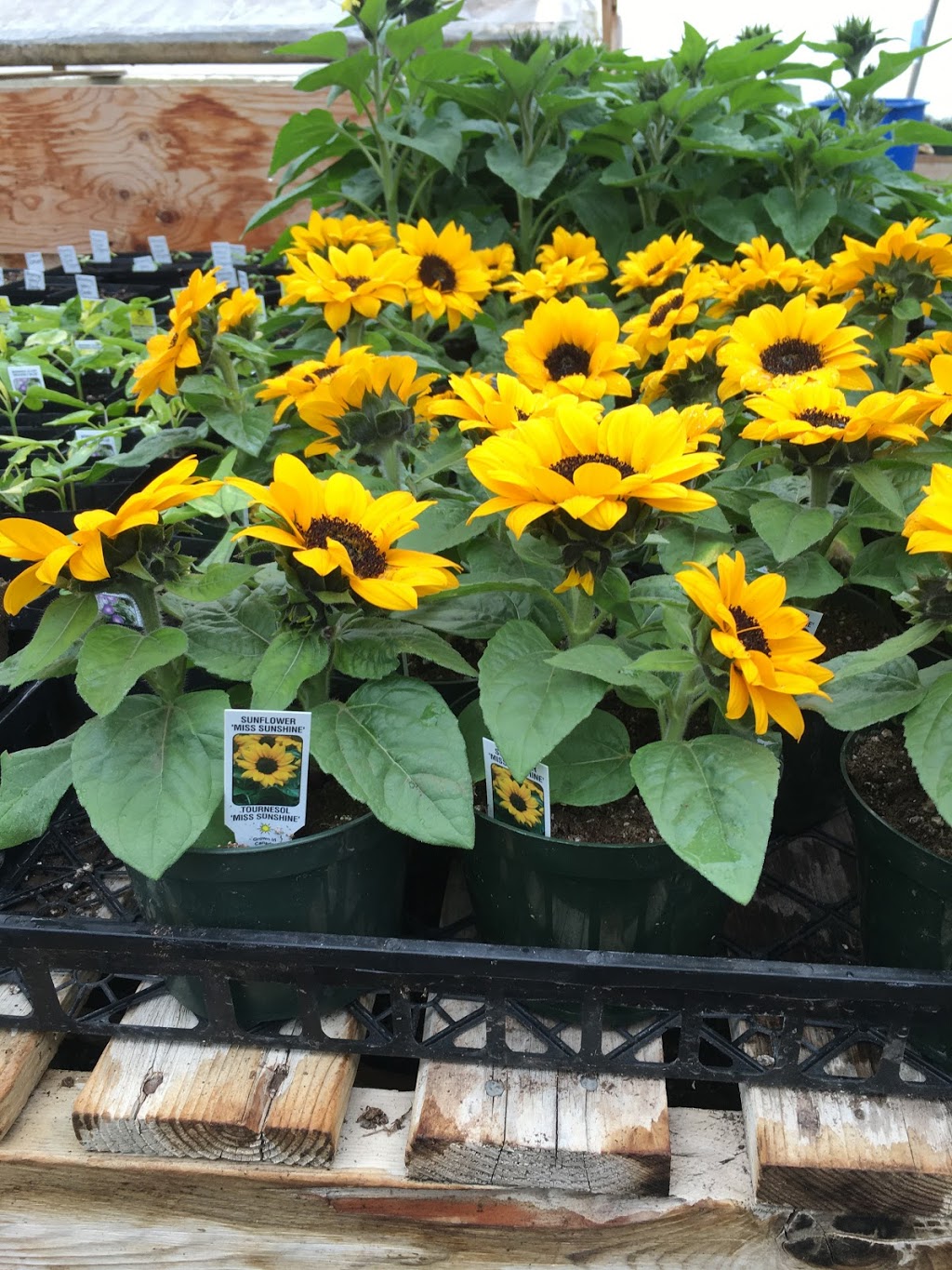 Brooklyn Farms | 5091 Brooklyn St, Berwick, NS B0P 1E0, Canada | Phone: (902) 538-1715