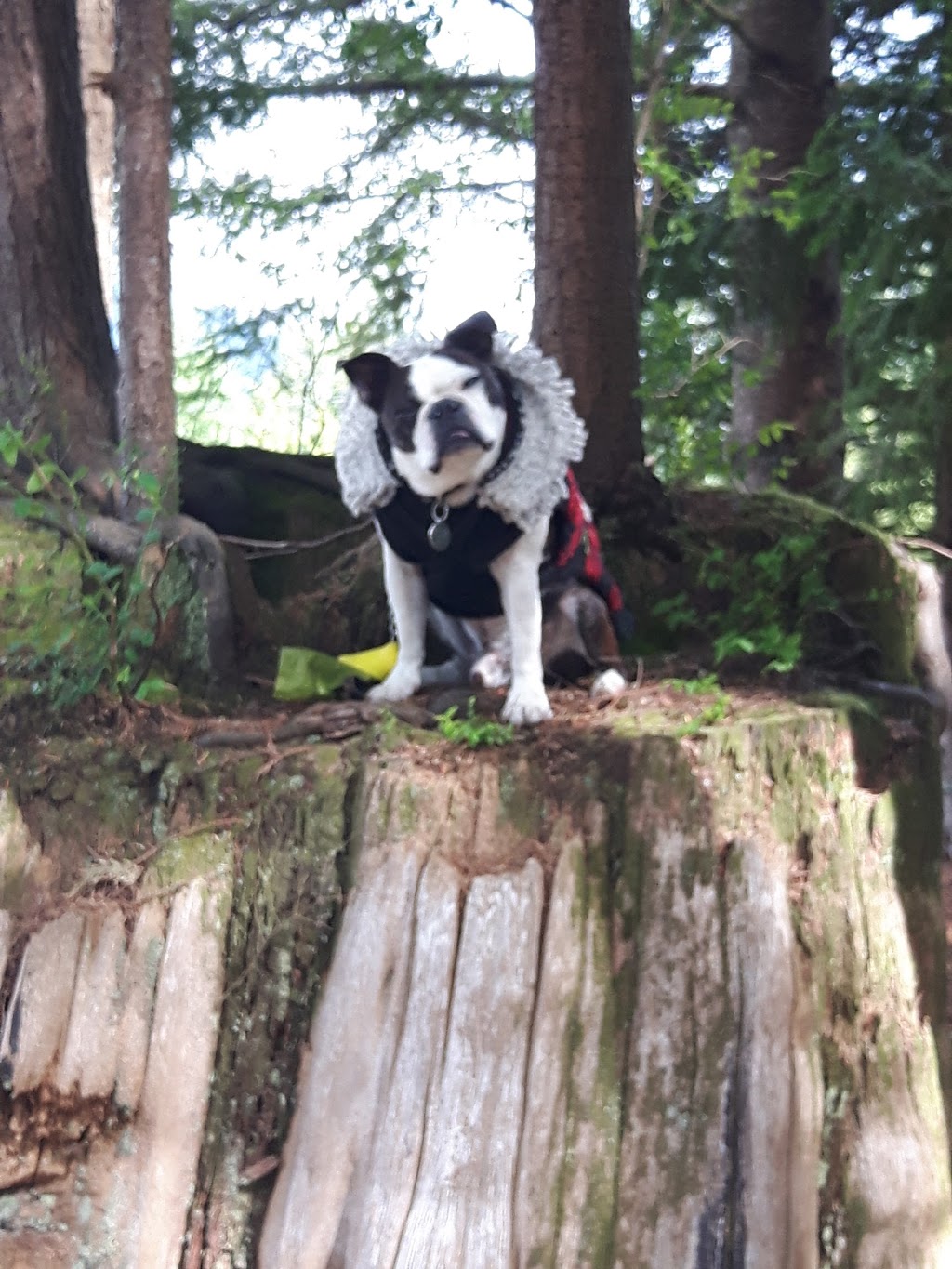 Anmore Camp & RV Park | 3230 Sunnyside Rd, Anmore, BC V3H 4Y2, Canada | Phone: (604) 469-2311