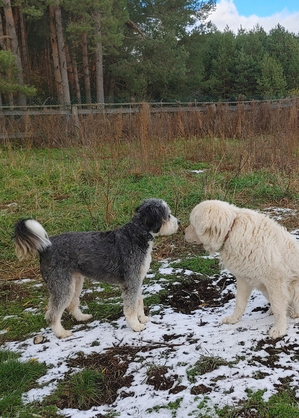 Tails On Wagg | 390 Wagg Rd, Goodwood, ON L0C 1A0, Canada | Phone: (416) 525-6161