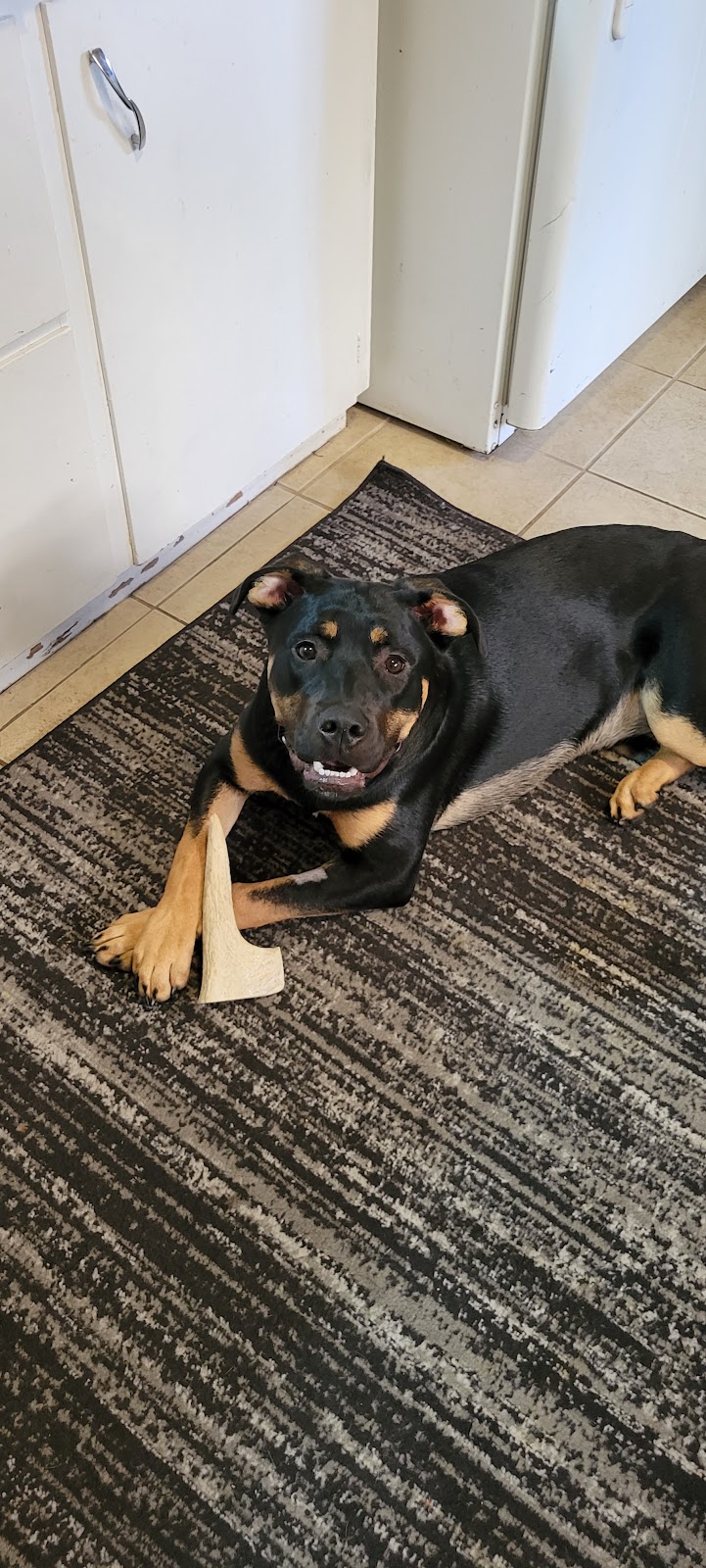 Dog Trainers on Demand | 10083 243 St, Maple Ridge, BC V2W 1X3, Canada | Phone: (604) 256-7865