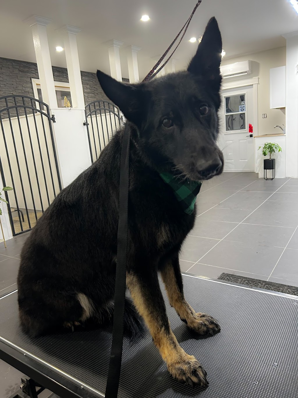 Pawfection Spa | 4468 NB-111, Upperton, NB E5N 3C1, Canada | Phone: (506) 639-7860