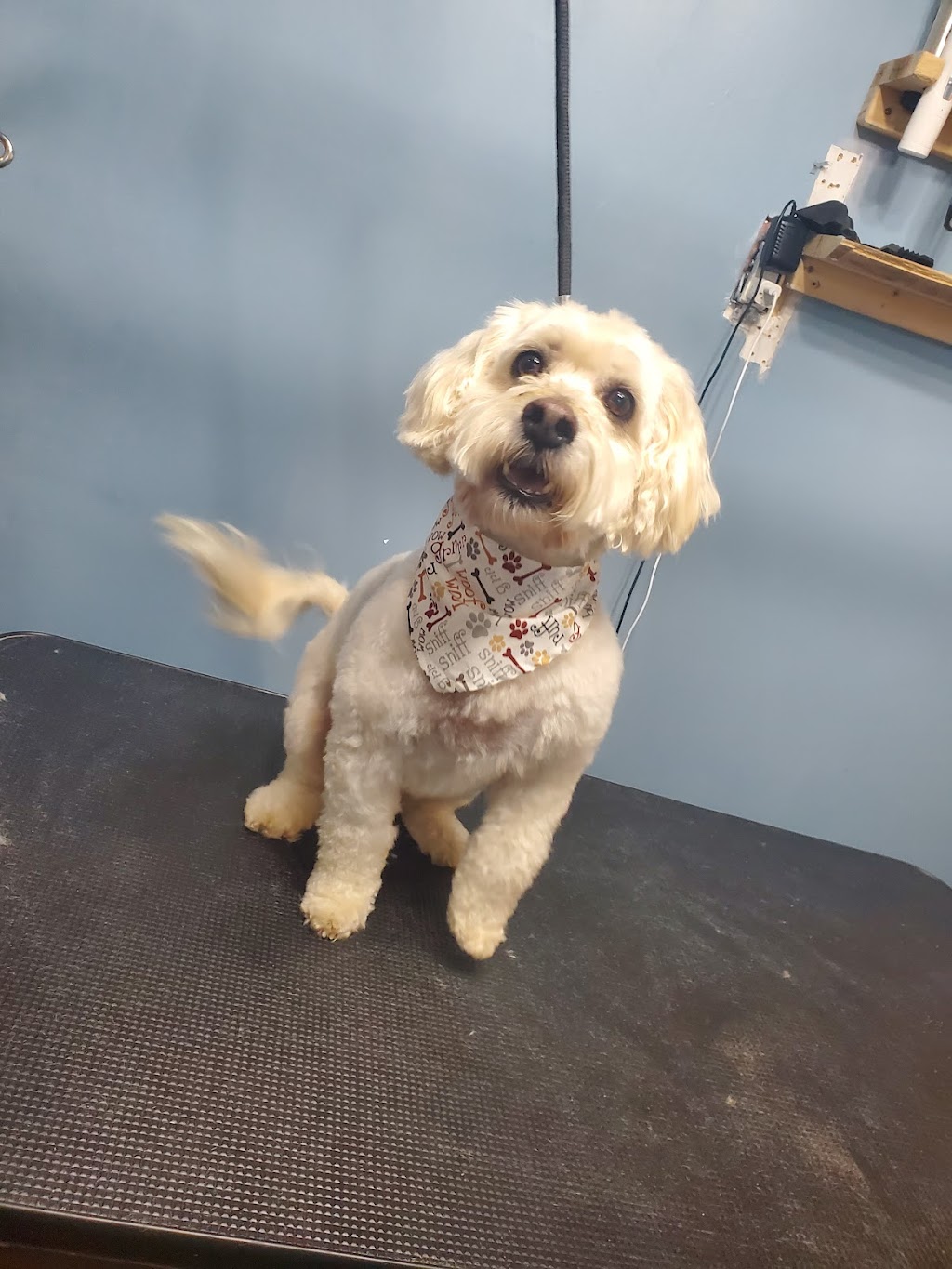 Smox Puppy Spa | 139 Green St, Deseronto, ON K0K 1X0, Canada | Phone: (613) 217-9776