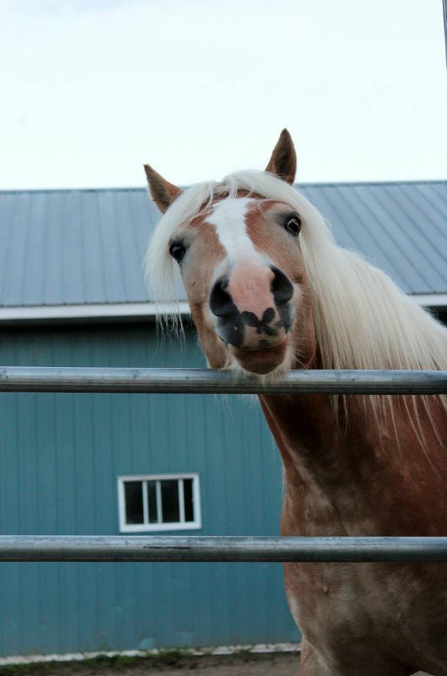 Rebecca Leblanc - Horse Blanket Repair & Cleaning | 3122 Ch Wilson, Quyon, QC J0X 2V0, Canada | Phone: (613) 220-1536