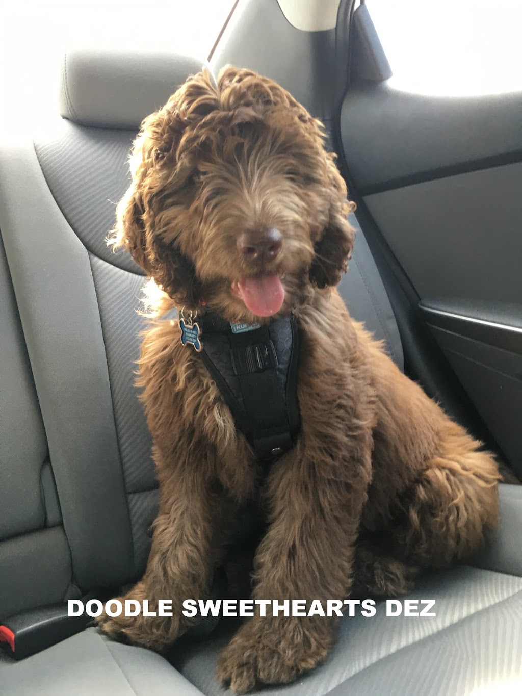 Doodle Sweethearts | 6492 Side Rd 6, Listowel, ON N4W 3G8, Canada | Phone: (519) 291-6633