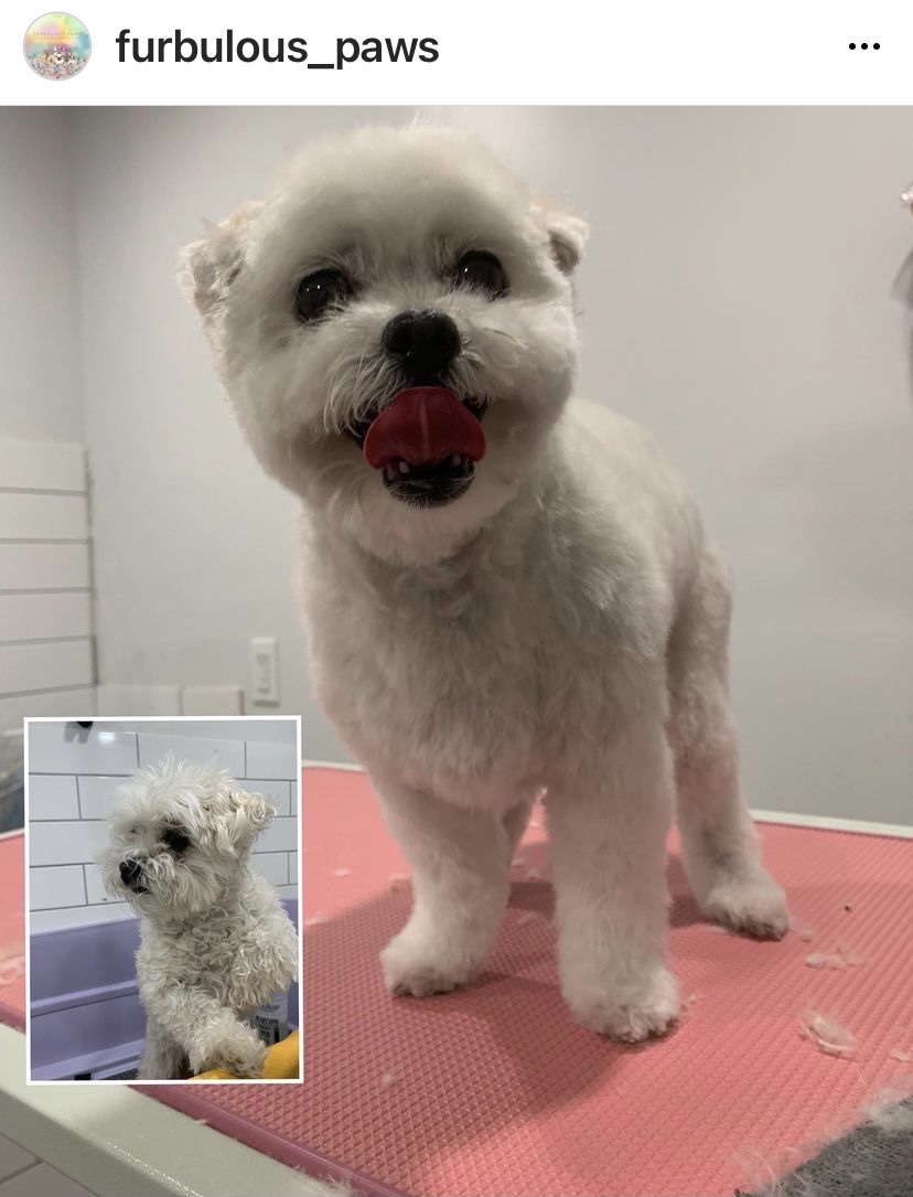Furbulous Paws | 962 Mahogany Blvd SE, Calgary, AB T3M 2X3, Canada | Phone: (403) 505-4273
