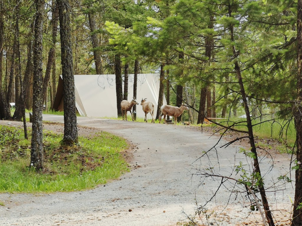 Redstreak Campground | Redstreak Campground Rd, East Kootenay G, BC V0A 1M0, Canada | Phone: (877) 737-3783
