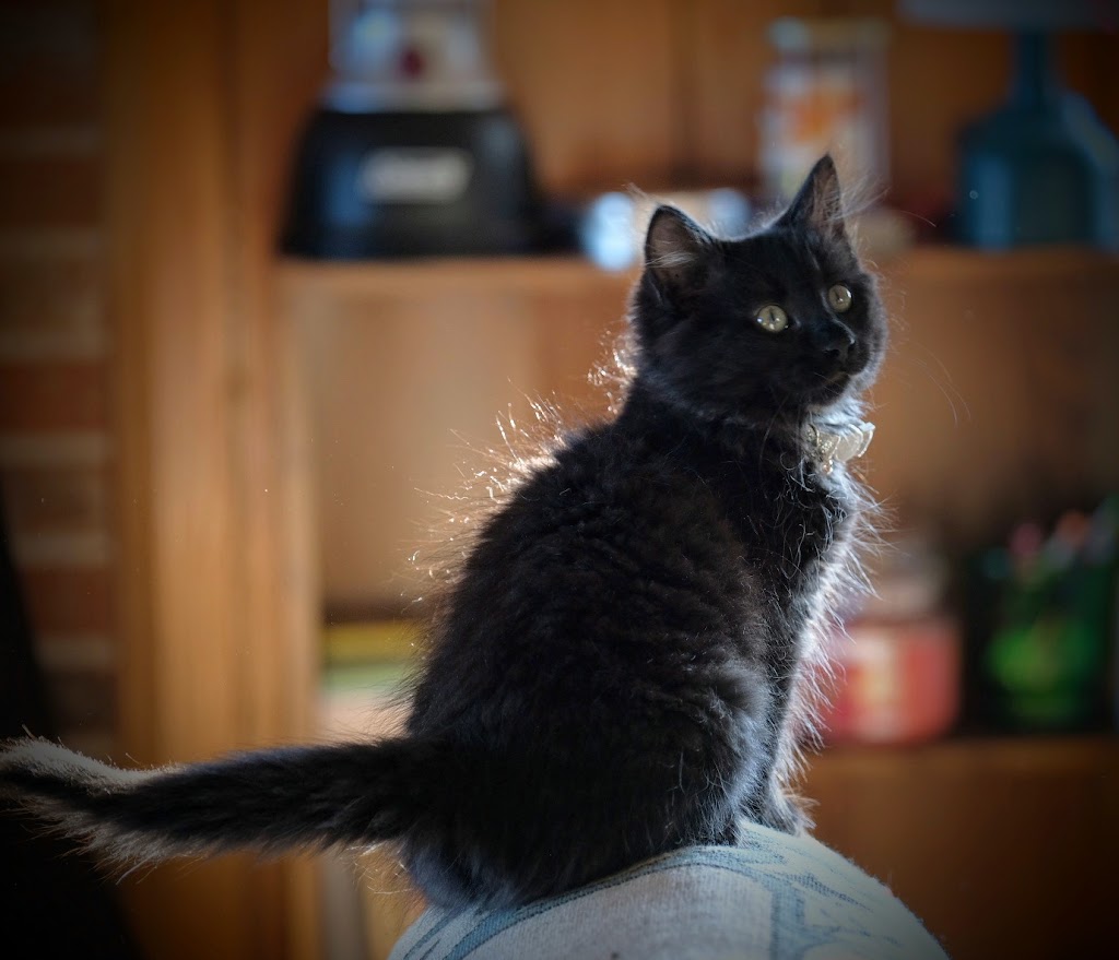 PEI Humane Society | PEI Humane Society, 309 Sherwood Rd, Charlottetown, PE C1E 0E5, mailing, 309 Sherwood Rd, Charlottetown, PE C1A 9E3, Canada | Phone: (902) 892-1190
