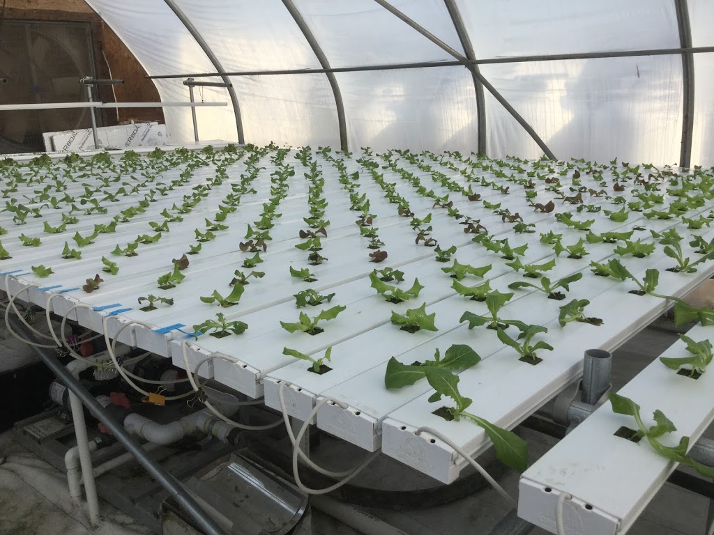 Grafton Greenhouse Greens | 2124 Black Rock Rd, Waterville, NS B0P 1V0, Canada | Phone: (902) 471-2828